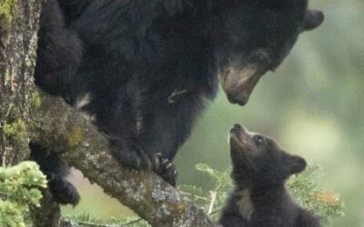Nova Scotia’s Spring Bear Hunt Proposal Deadline for Comments is February 24th