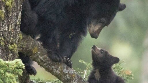 Nova Scotia’s Spring Bear Hunt Proposal Deadline for Comments is February 24th