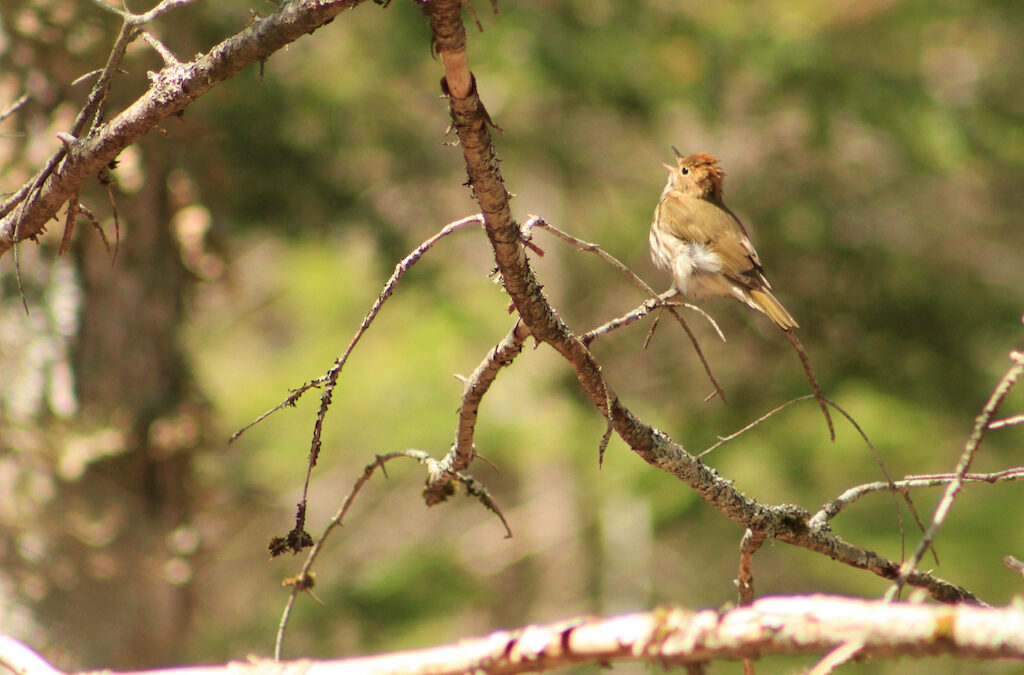 Spring Birding Walk 