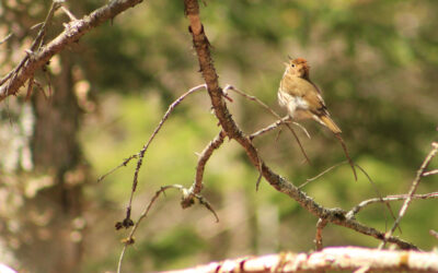 Spring Birding Walk 